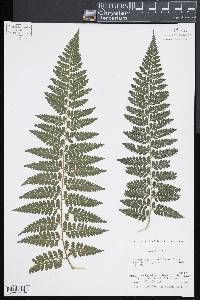 Dennstaedtia globulifera image