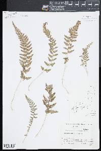 Dennstaedtia hirsuta image