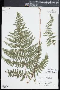 Dennstaedtia scabra image