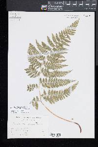 Dennstaedtia scabra image