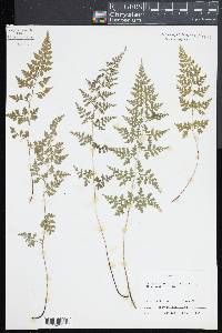 Dennstaedtia wilfordii image