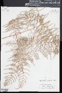 Pteridium caudatum image