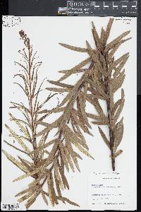 Pityrogramma trifoliata image