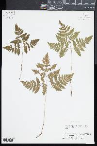 Gymnocarpium dryopteris image