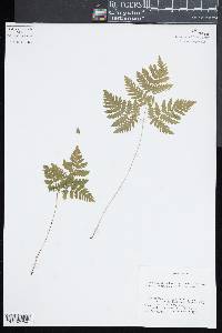 Gymnocarpium dryopteris image