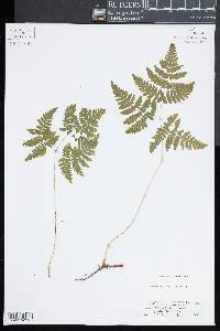 Gymnocarpium dryopteris image