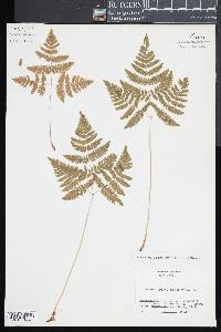 Gymnocarpium dryopteris image