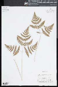 Gymnocarpium dryopteris image