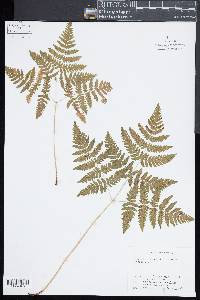 Gymnocarpium dryopteris image