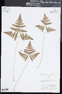 Gymnocarpium x intermedium image