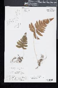 Gymnocarpium oyamense image