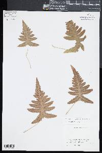 Gymnocarpium oyamense image