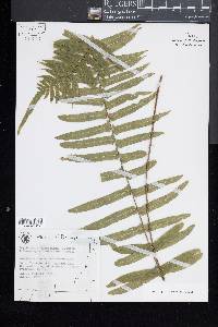 Microlepia hookeriana image