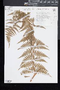 Microlepia speluncae image