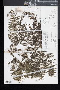 Monachosorum arakii image