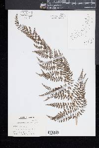 Monachosorum flagellare image