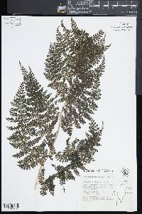 Monachosorum henryi image