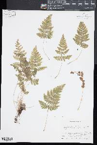 Cystopteris laurentiana image