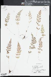 Cystopteris reevesiana image