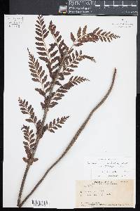 Asplenium acuminatum image