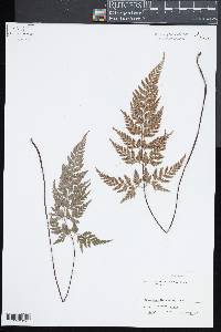 Asplenium adiantum-nigrum image