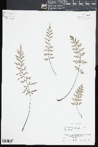 Asplenium aethiopicum image