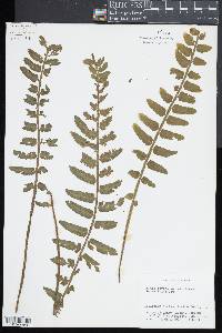 Asplenium alatum image