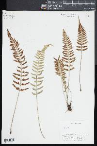Asplenium auritum image
