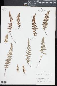 Asplenium bradleyi image