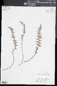 Asplenium bradleyi image