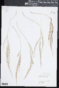 Asplenium flaccidum image