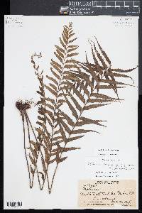 Asplenium polyodon image