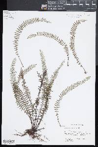 Asplenium formosum image