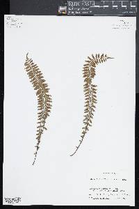 Asplenium formosum image