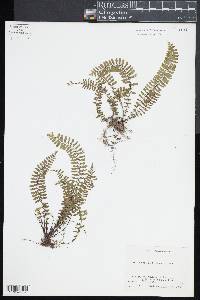 Asplenium formosum image