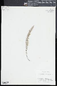 Asplenium heterochroum image