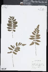 Asplenium hoffmannii image