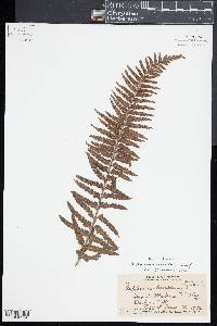 Asplenium horridum image