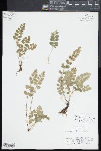 Asplenium dentatum image