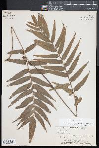 Asplenium kaulfussii image