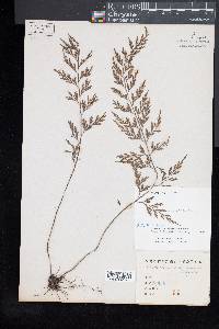 Asplenium laserpitiifolium image
