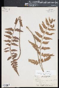 Asplenium lobulatum image