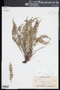 Asplenium macraei image