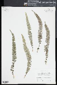 Asplenium macraei image