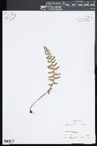 Asplenium sulcatum image