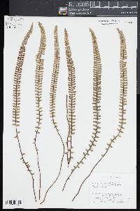 Asplenium monanthes image