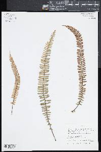 Asplenium monanthes image