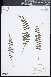 Asplenium cirrhatum image