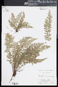 Asplenium myriophyllum image