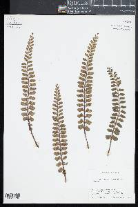 Asplenium paleaceum image